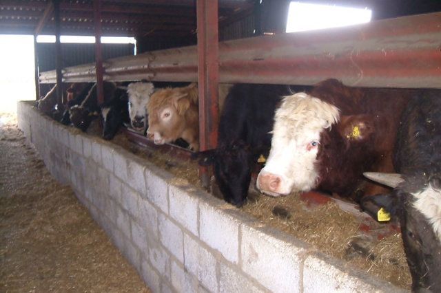 cows eating inside a barn