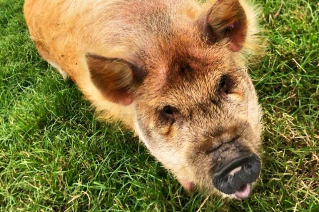 close up of pig looking up at camera
